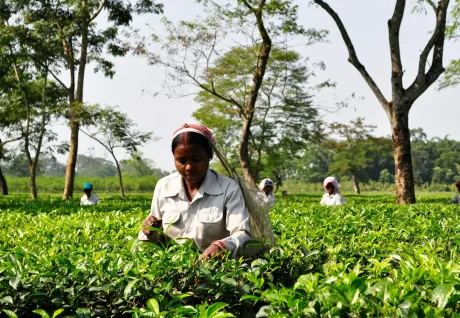 Assam