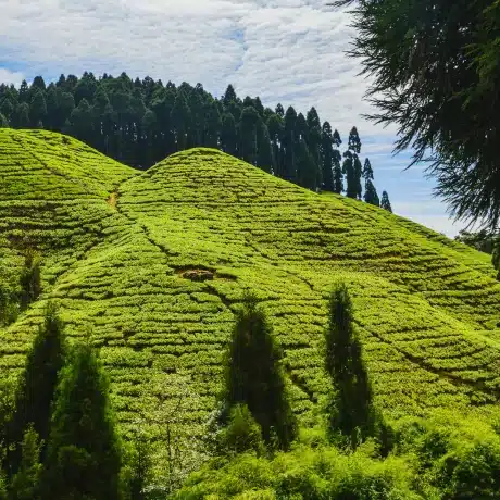 Darjeeling