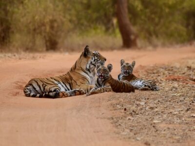 Bandhavgarh Nationaal Park