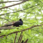 Bhindawas Wildlife Sanctuary