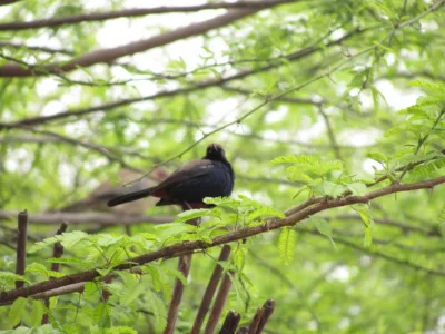 Bhindawas Wildlife Sanctuary