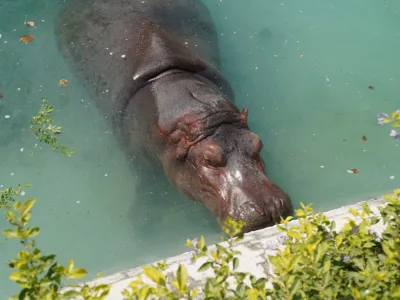 Chhatbir Zoo