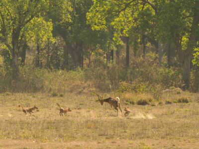 Kanha Nationaal Park