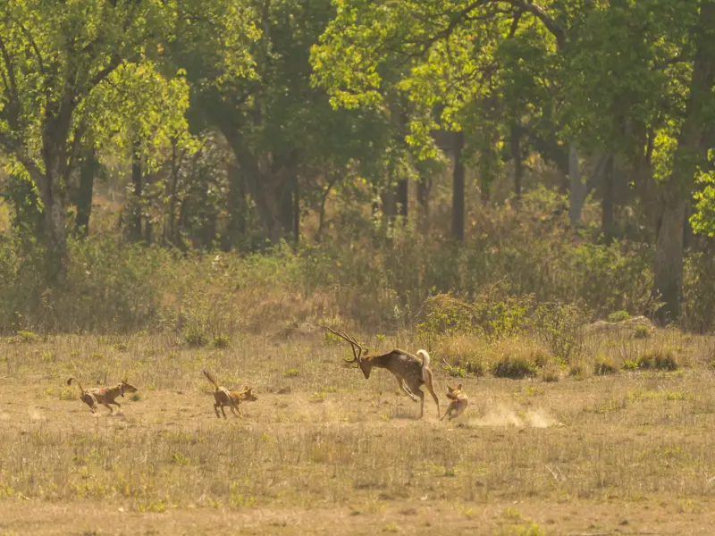 Kanha Nationaal Park