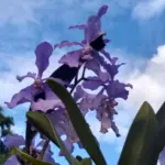 Khonghampat Orchidarium