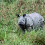 Pobitora Wildlife Sanctuary