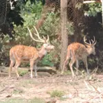 Sepahijala Wildlife Sanctuary