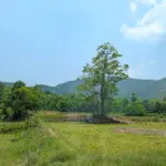Simlipal Nationaal Park